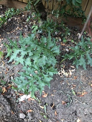 Plant ID. Weed?  Looks a little bit philodendron.