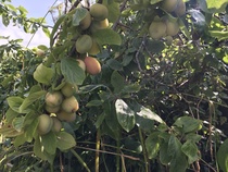 Diseased plum tree - any advice?