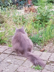 Next door's -thug- cat