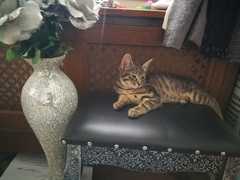 I want to show off my cats!