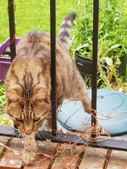 Next door's -thug- cat