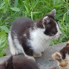 Urgent kitten taming question