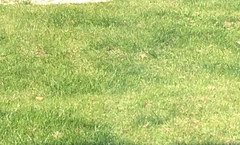 Lawn help please
