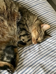 Miaow!