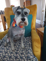 Want to test a Sleepeezee personalised dog bed? Sign up here! - NOW CLOSED