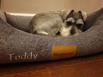 Want to test a Sleepeezee personalised dog bed? Sign up here! - NOW CLOSED