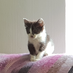 Urgent kitten taming question