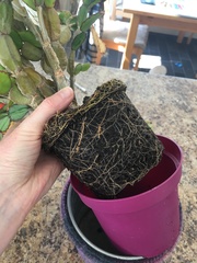 Have I killed this?