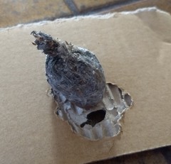 What is this?! (And do I need to burn my house down?)
