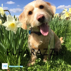 It's International Dog Day! Show us your lovely dogs.