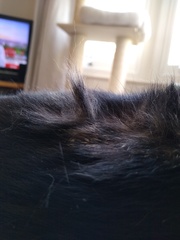 Grooming a short/medium haired cat