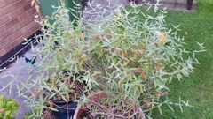 Inherited plants...