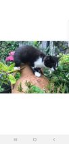 To ask you for help to name our kitten (pics included)