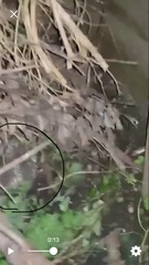 Hedgehog finally took notice