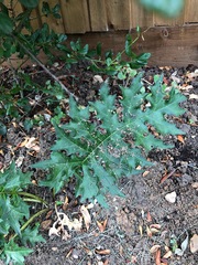 Plant ID. Weed?  Looks a little bit philodendron.