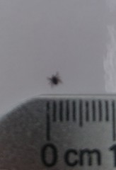 Is this a tick?