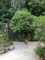 Any clematis aficianados around please? ( photo inc.)