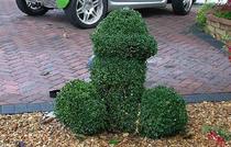 Someone has cut my hedge