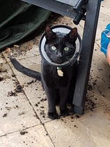 Happy Black Cat appreciation day.