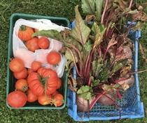 Allotment/Veg Patch Thread 14 ! growing into summer