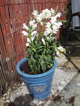 Frugal Friends, planning, saving and considerate spending through July and August