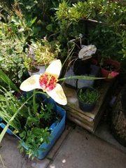 Help identify this plant please