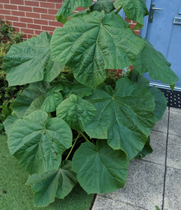 Giant invader! What is it?