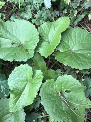 Plant IDs please and thank you.