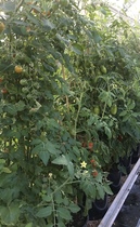 Allotment/Veg Patch Thread 14 ! growing into summer