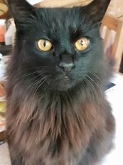 Happy Black Cat appreciation day.