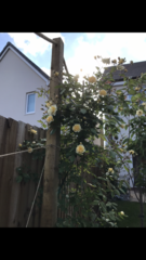 Rose for shade - north facing front garden