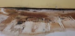 Mould/damp on internal wall - what can I do?