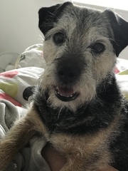 It's International Dog Day! Show us your lovely dogs.