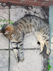 Next door's -thug- cat