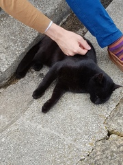 Next door's -thug- cat