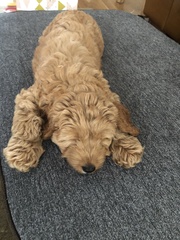 Want to test a Sleepeezee personalised dog bed? Sign up here! - NOW CLOSED