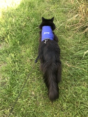 Pilling the cat: 100 easy steps
