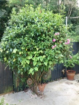 Any clematis aficianados around please? ( photo inc.)