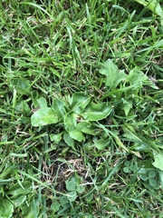 Lawn help please