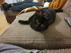 Happy Black Cat appreciation day.