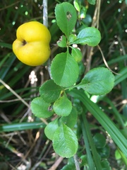 Any Witches Here? Part 9.