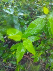 Is this Japanese Knotweed?