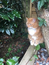 I want to show off my cats!