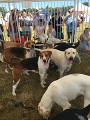 It's International Dog Day! Show us your lovely dogs.