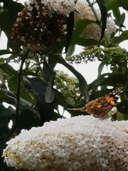 Butterflies ... Have you seen many this year?
