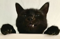 To be really upset with my cat