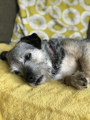 It's International Dog Day! Show us your lovely dogs.