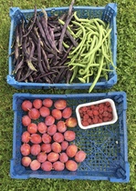 Allotment/Veg Patch Thread 14 ! growing into summer