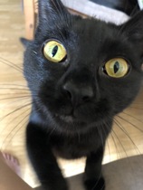 We're getting a cat.
