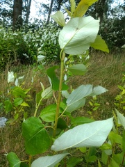 Is this Japanese Knotweed?